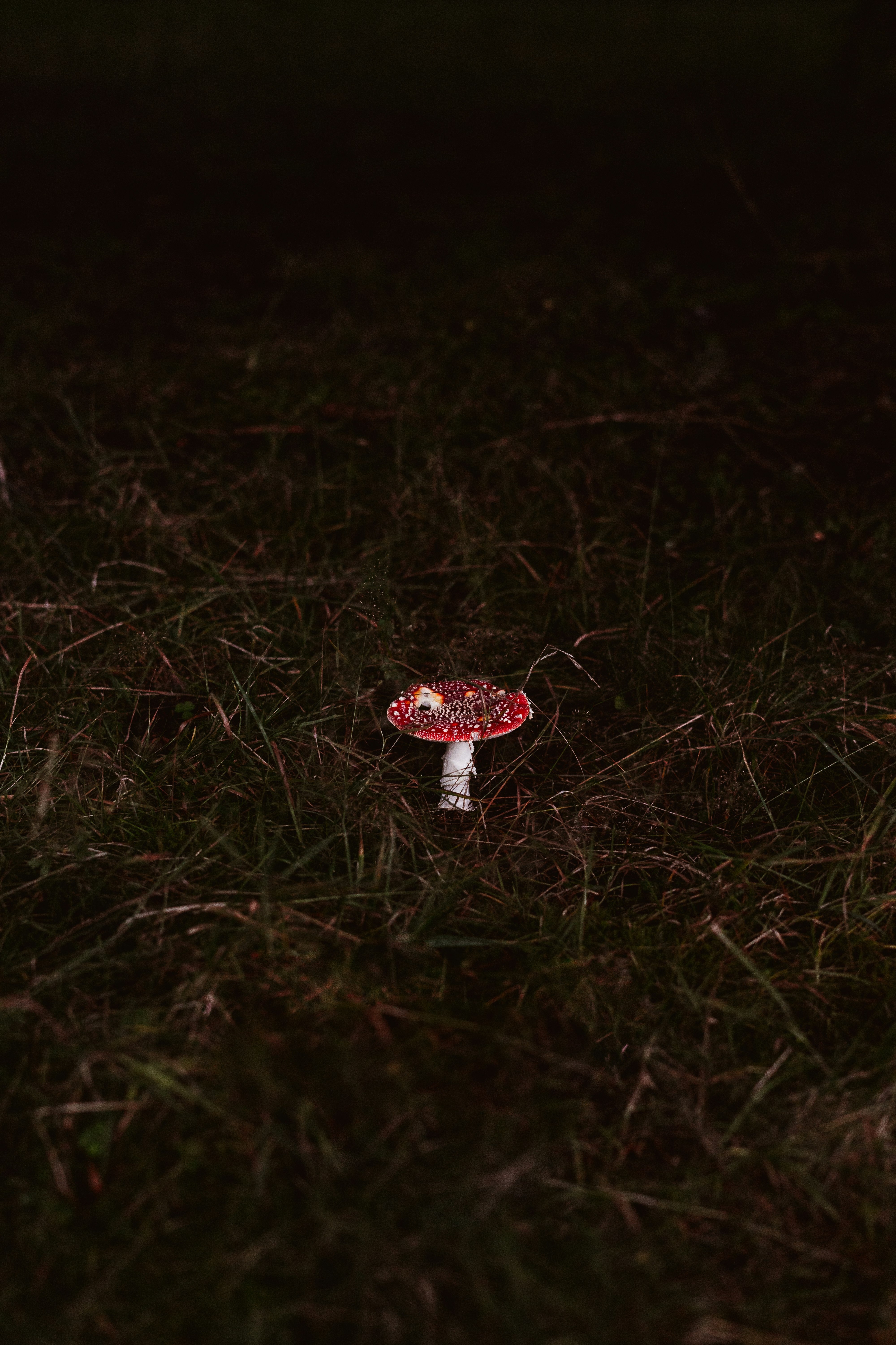 red and white mushroom on green grass