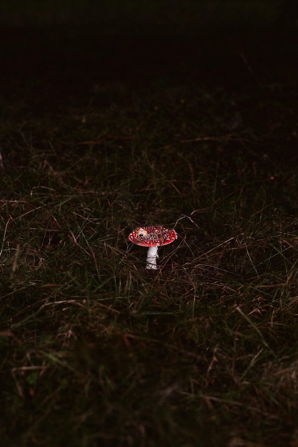 Fungo rosso e bianco su erba verde