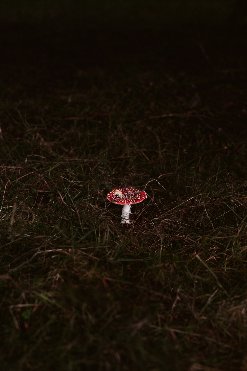 red and white mushroom on green grass