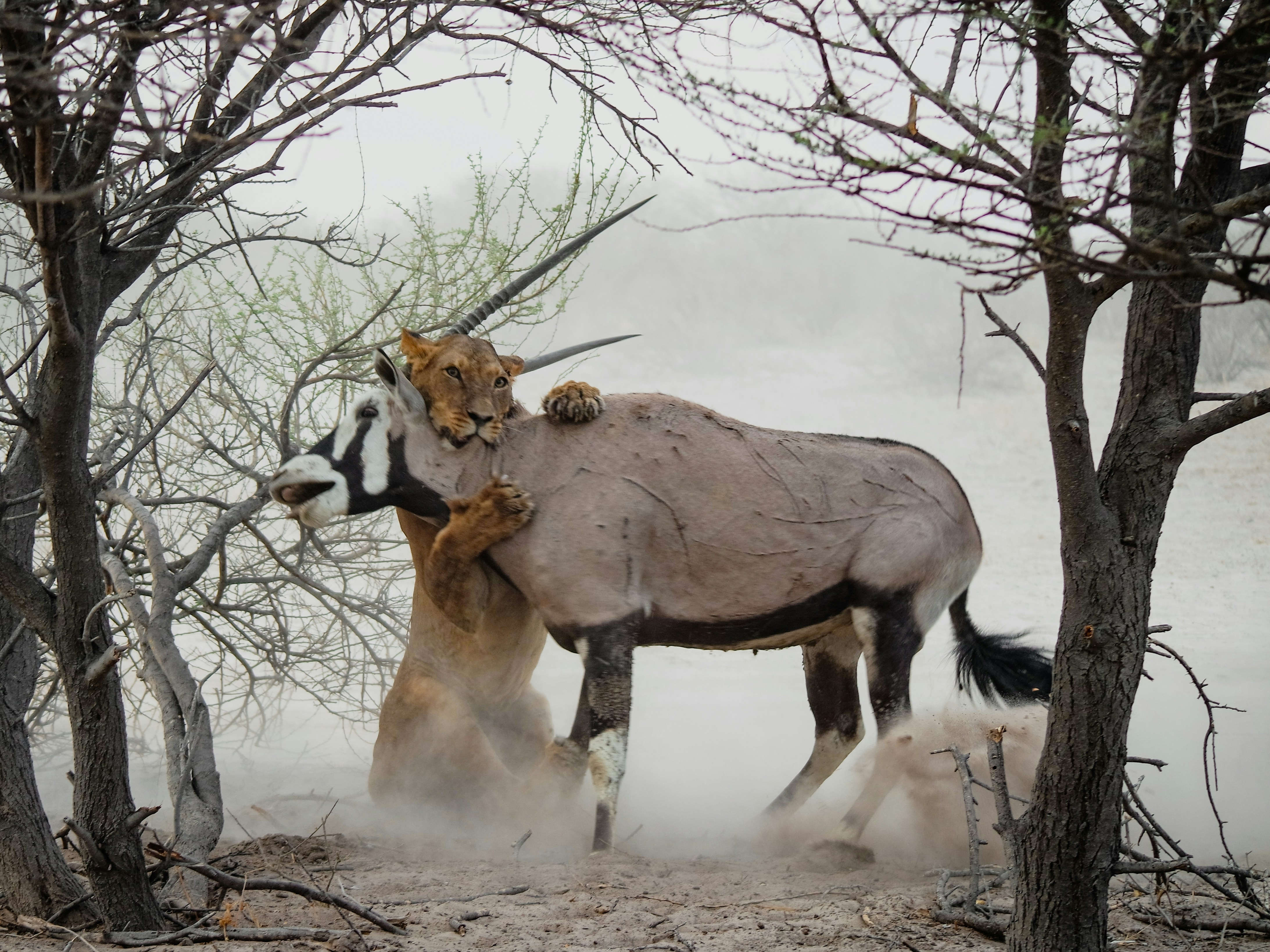 A Lion takes down an Oryx in the Kalahari Desert, Botswana