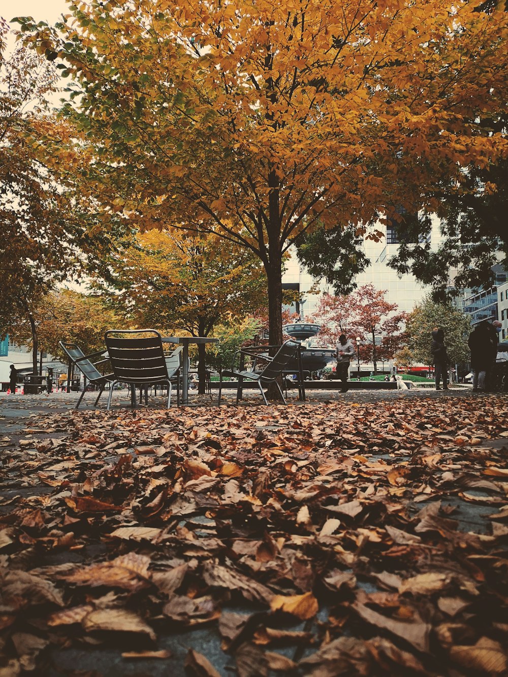 brown wooden bench under brown tree