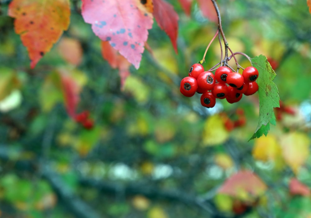 red round fruits on tree branch