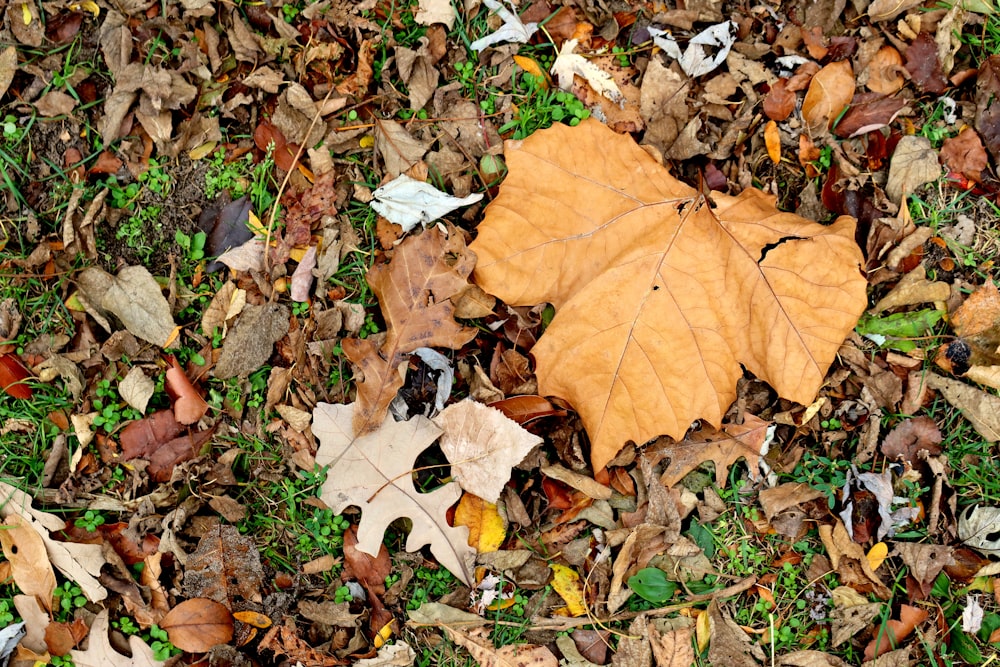 brown dried leaves on ground