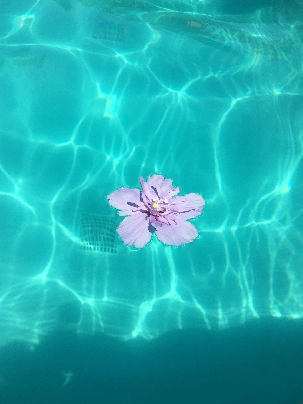 blue and white flower on water