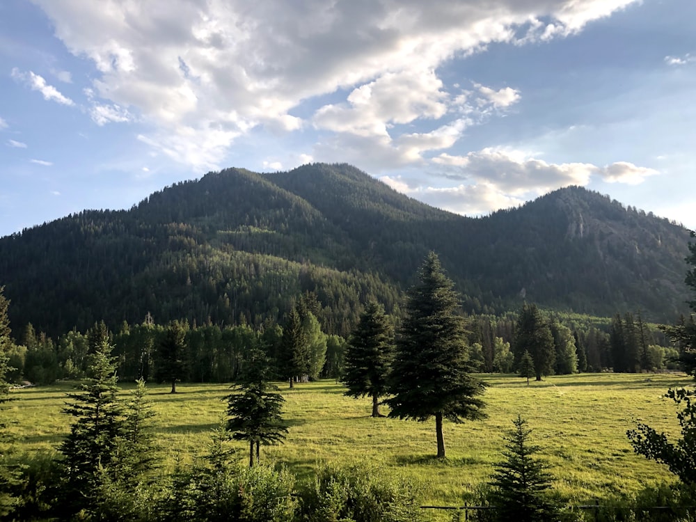 green pine trees on green grass field near mountain under white clouds and blue sky during