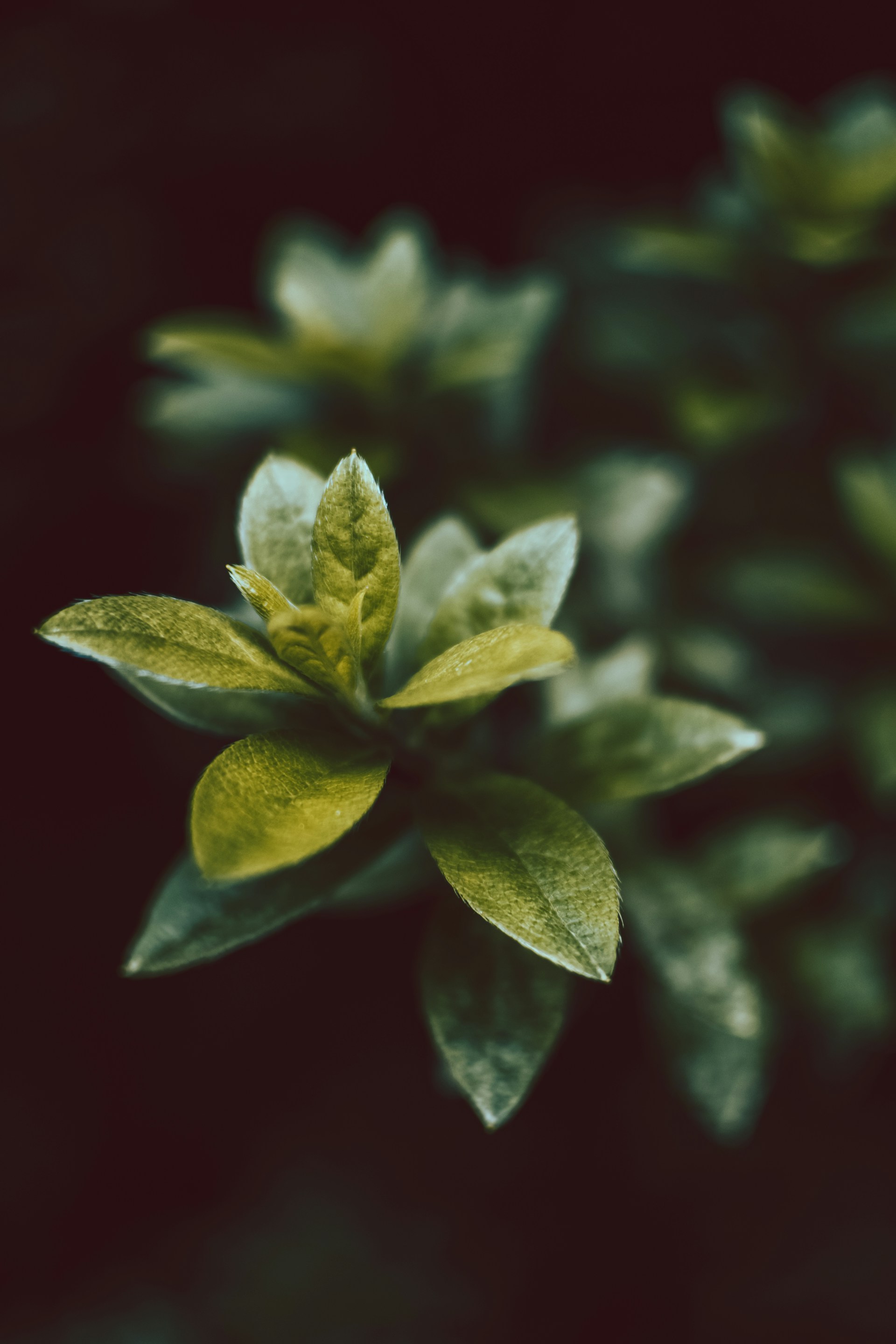 green and white flower in close up photography