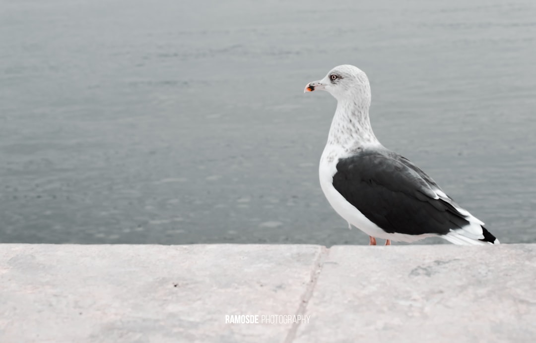 white and black bird on brown concrete floor