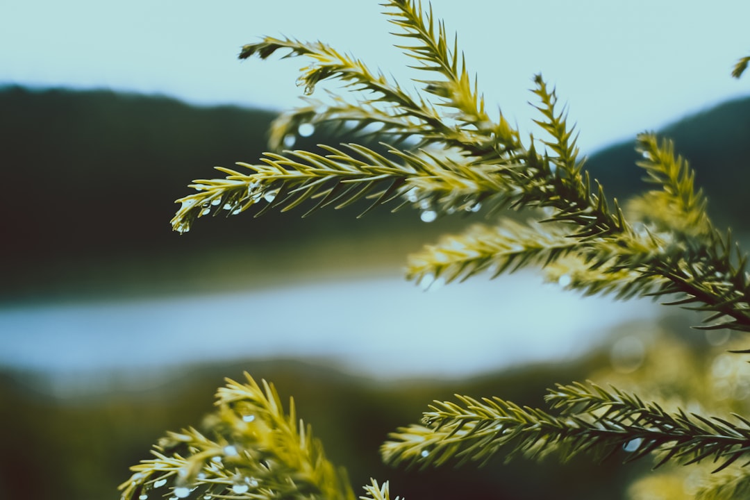 green pine tree during daytime