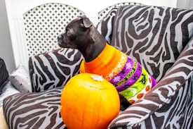 A black dog sits on a zebra-patterned chair wearing a colorful sweater with Halloween motifs. A large orange pumpkin is placed in front of the dog. The background features a white, decorative radiator cover.