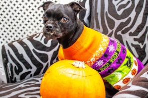 A small black dog with a slightly wrinkled face and pointed ears is sitting on a zebra-patterned chair. The dog is wearing a colorful sweater with orange, purple, and green stripes featuring Halloween-themed patterns like skulls and bats. In front of the dog, there is a bright orange pumpkin.