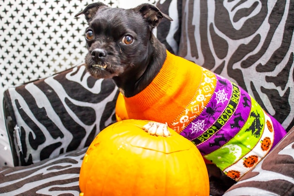 A small black dog with a slightly wrinkled face and pointed ears is sitting on a zebra-patterned chair. The dog is wearing a colorful sweater with orange, purple, and green stripes featuring Halloween-themed patterns like skulls and bats. In front of the dog, there is a bright orange pumpkin.
