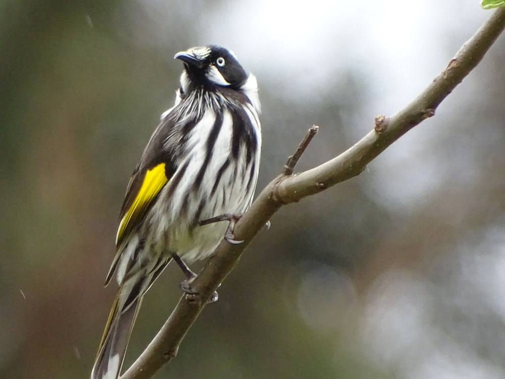 black and yellow bird on brown tree branch