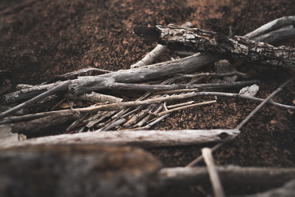 white and black wood log