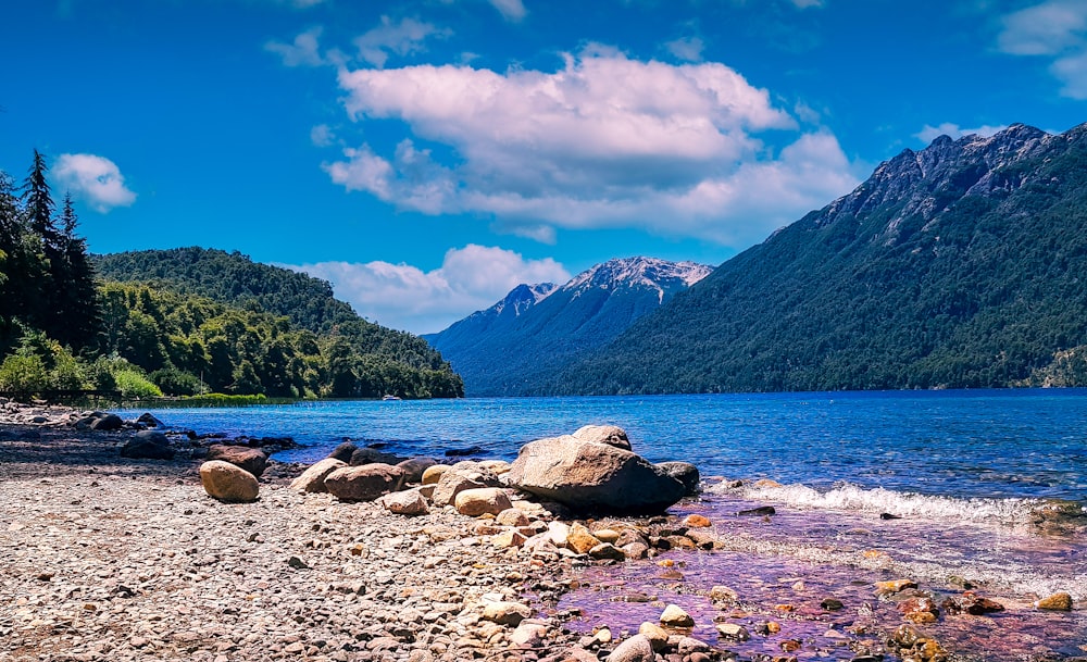 green trees near body of water under blue sky during daytime