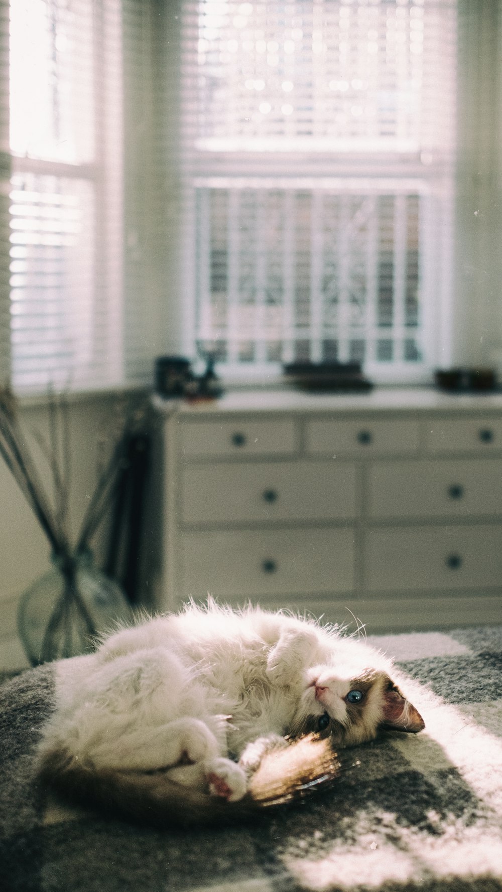 gato branco de pele longa deitado na cama