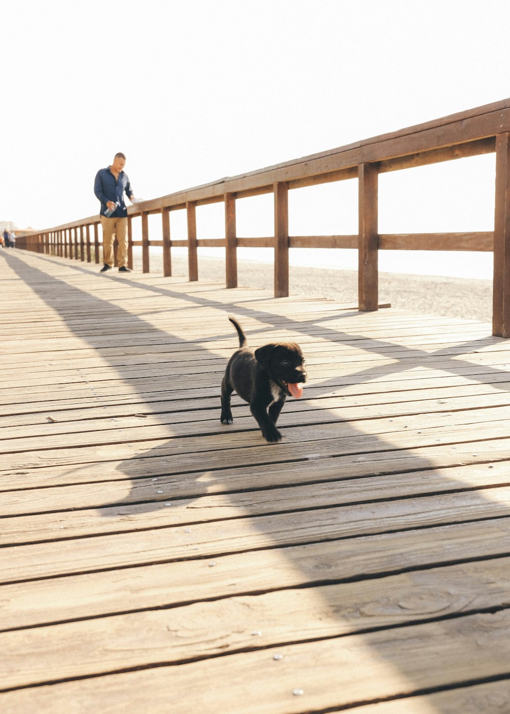 black labrador retriever on wooden bridge during daytime