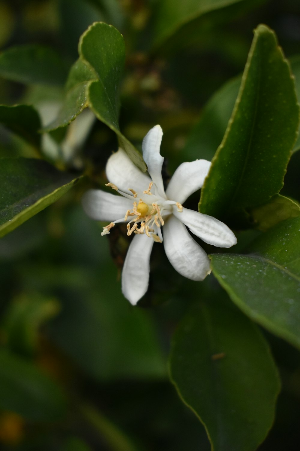 white 5 petaled flower in bloom during daytime