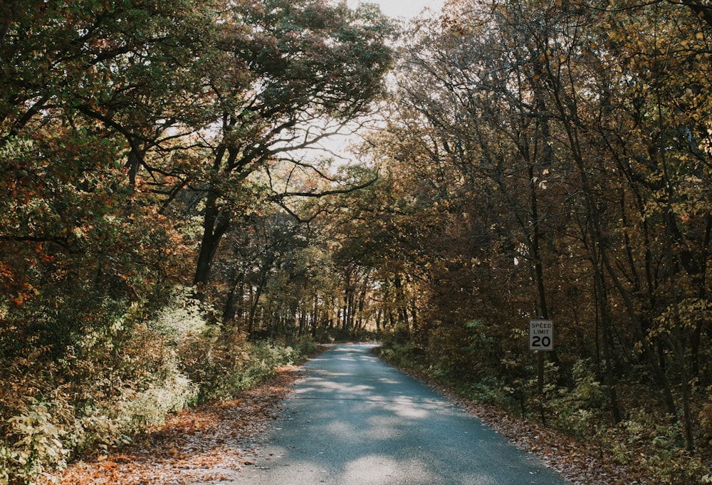 gray concrete road between trees during daytime