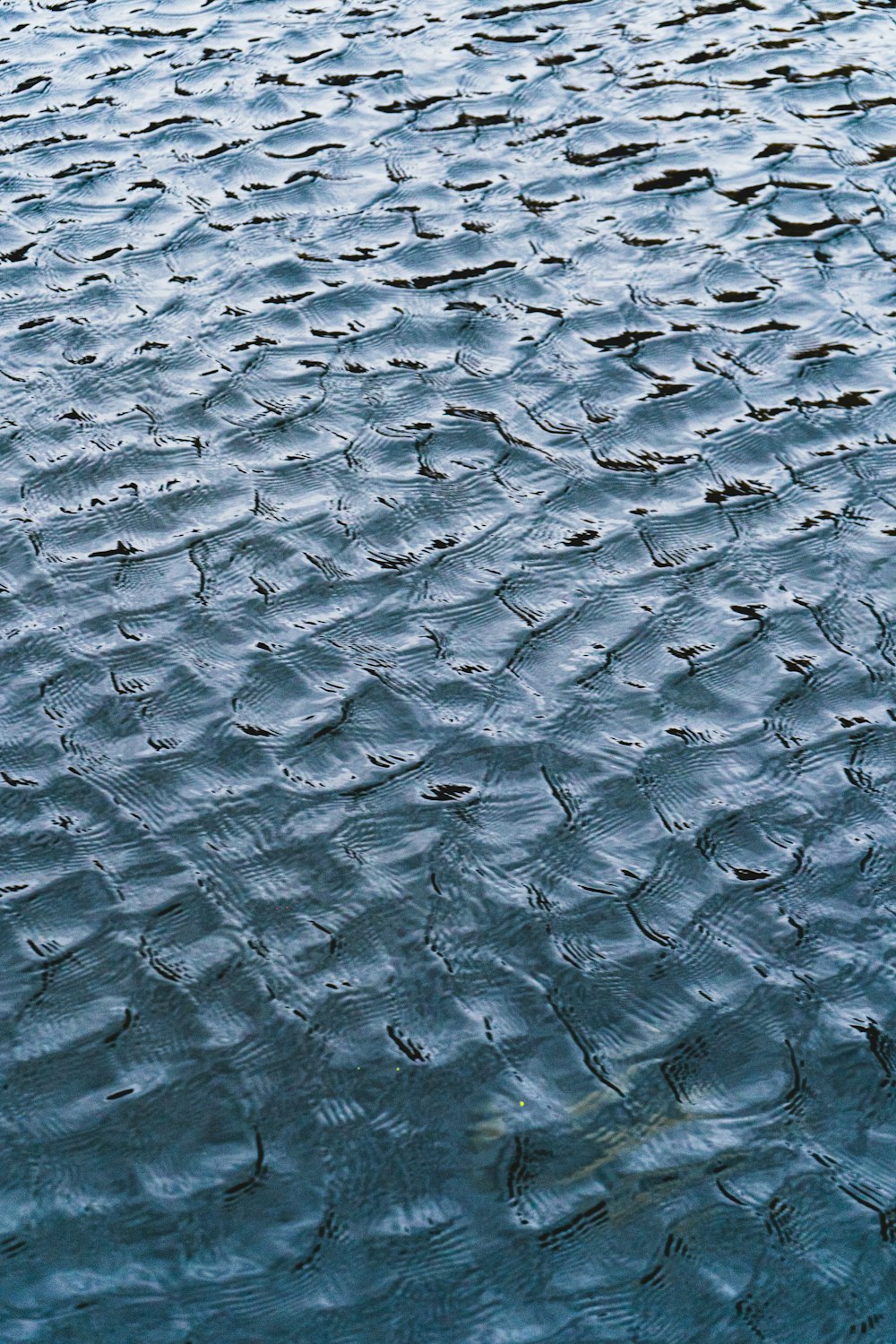 Black and white fish net photo – Free Water Image on Unsplash