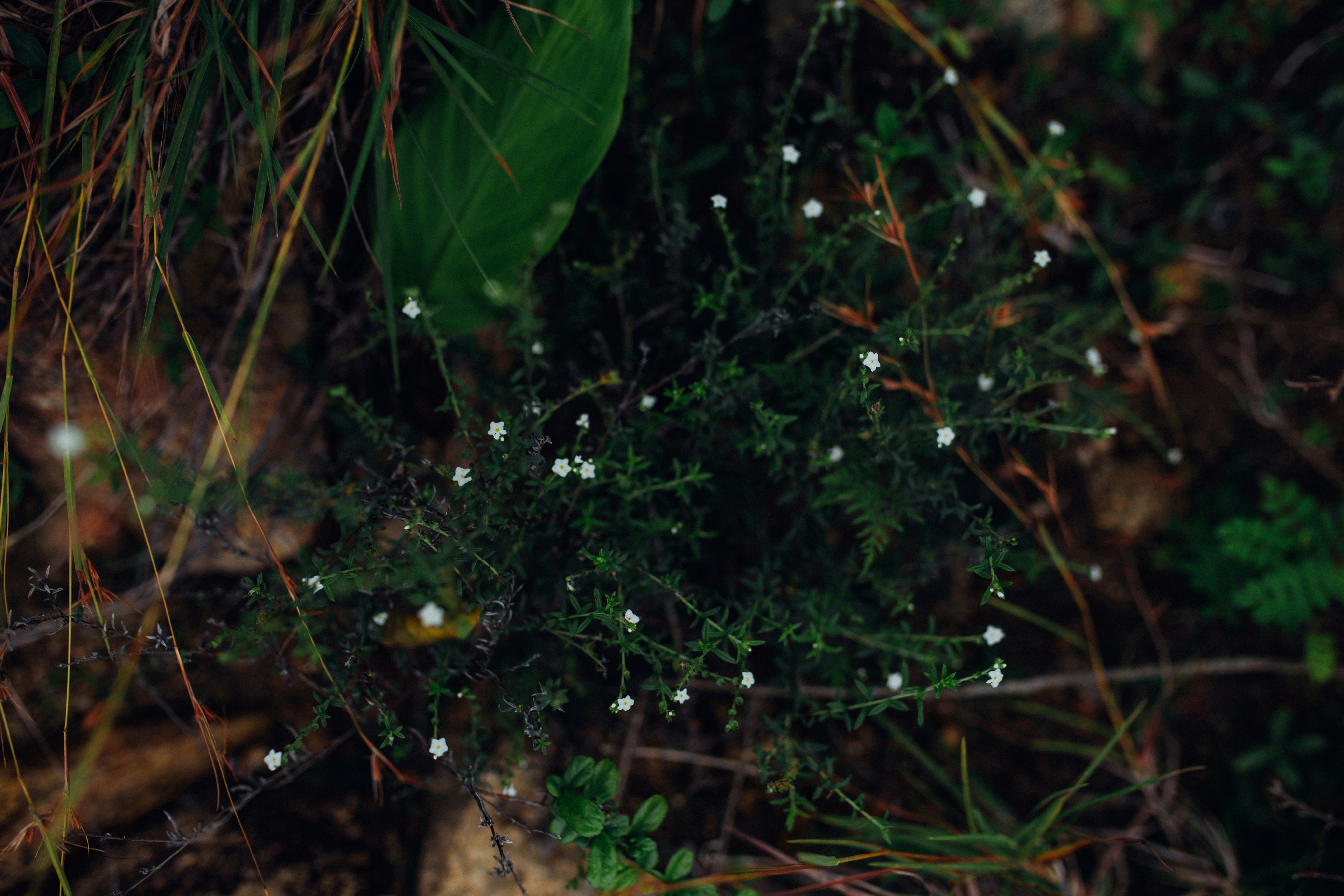 hojas verdes sobre suelo marrón