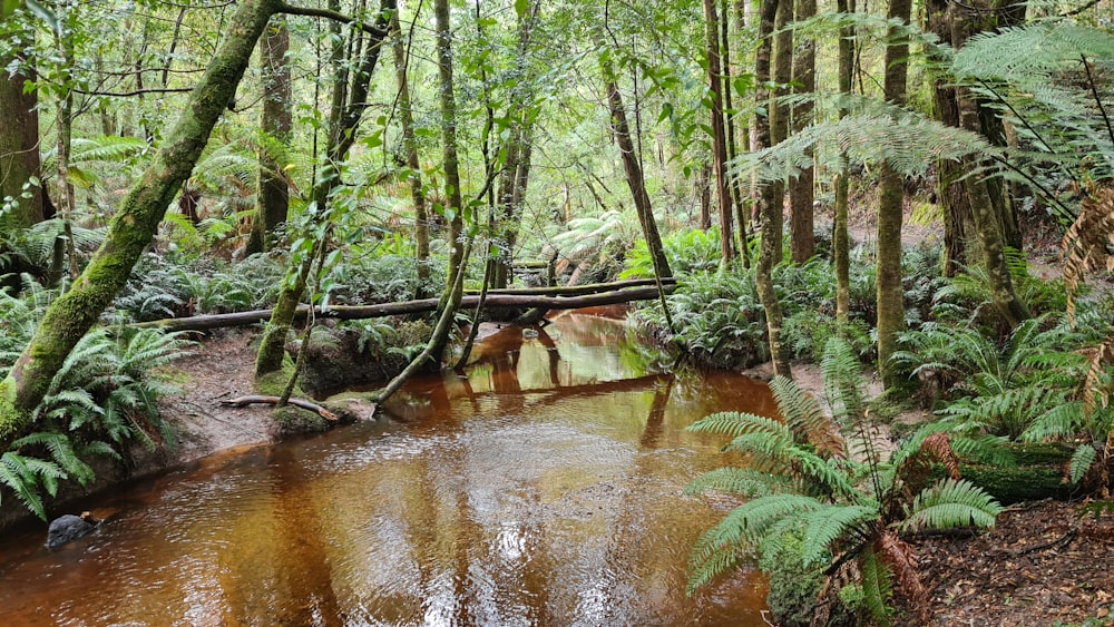 green trees beside river during daytime