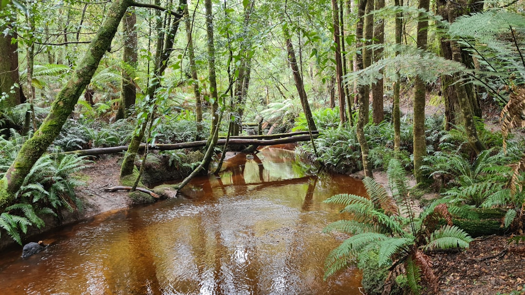 green trees beside river during daytime, River runs through a rainforest in Tasmania