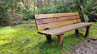 Close-up of a handcrafted wooden bench nestled among vibrant ferns and moss.