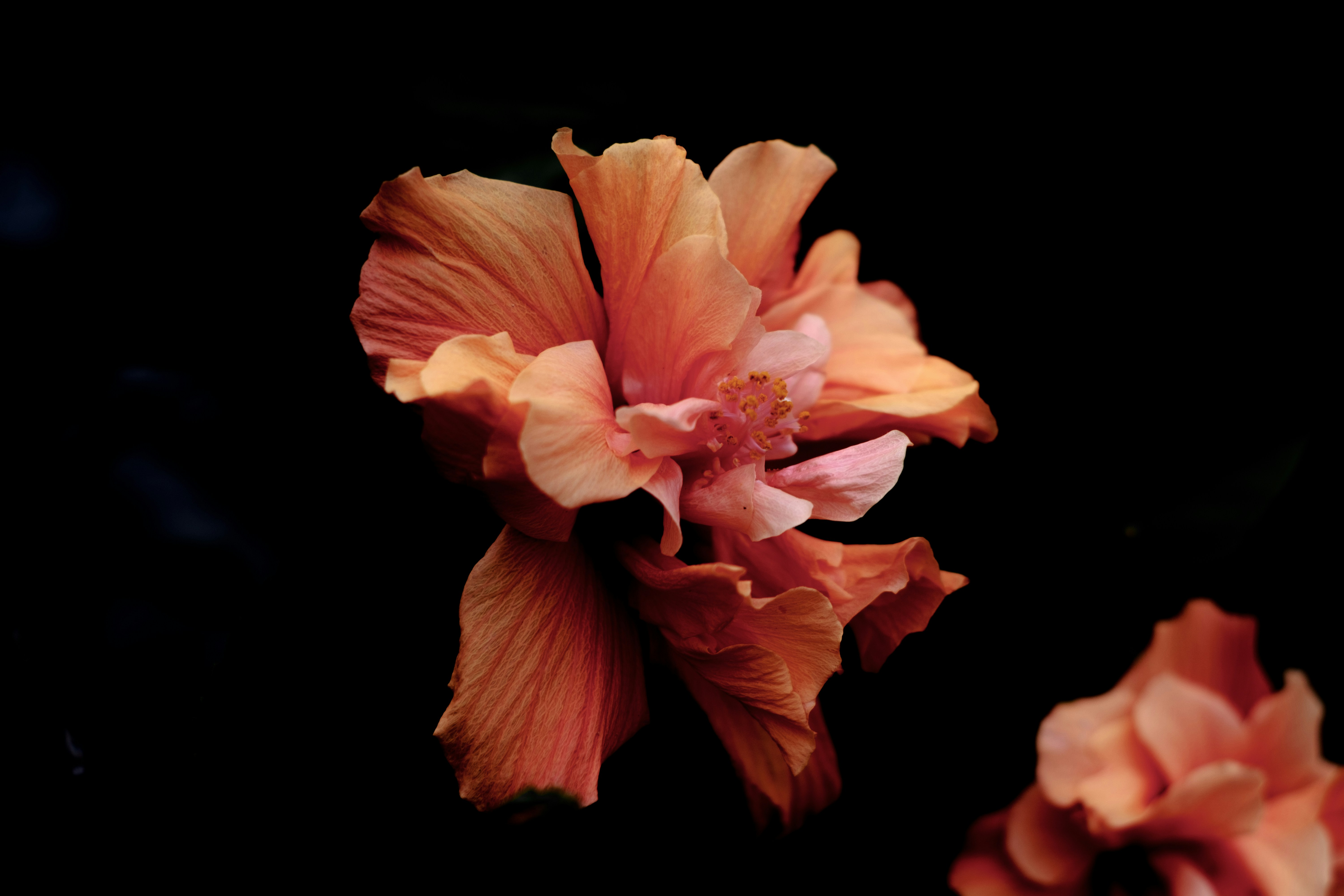 pink-flower-in-black-background