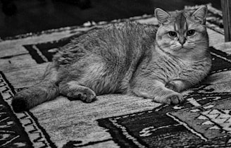 A satisfied customer admiring their freshly cleaned rug.
