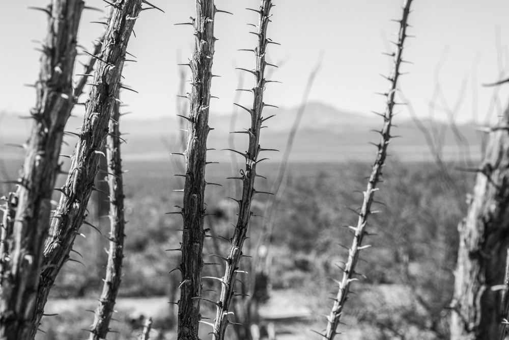 grayscale photo of wheat field