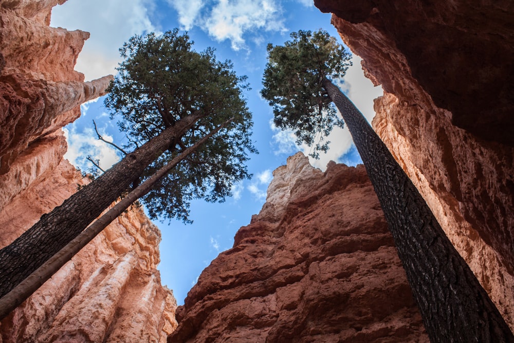 green tree on brown rock formation during daytime