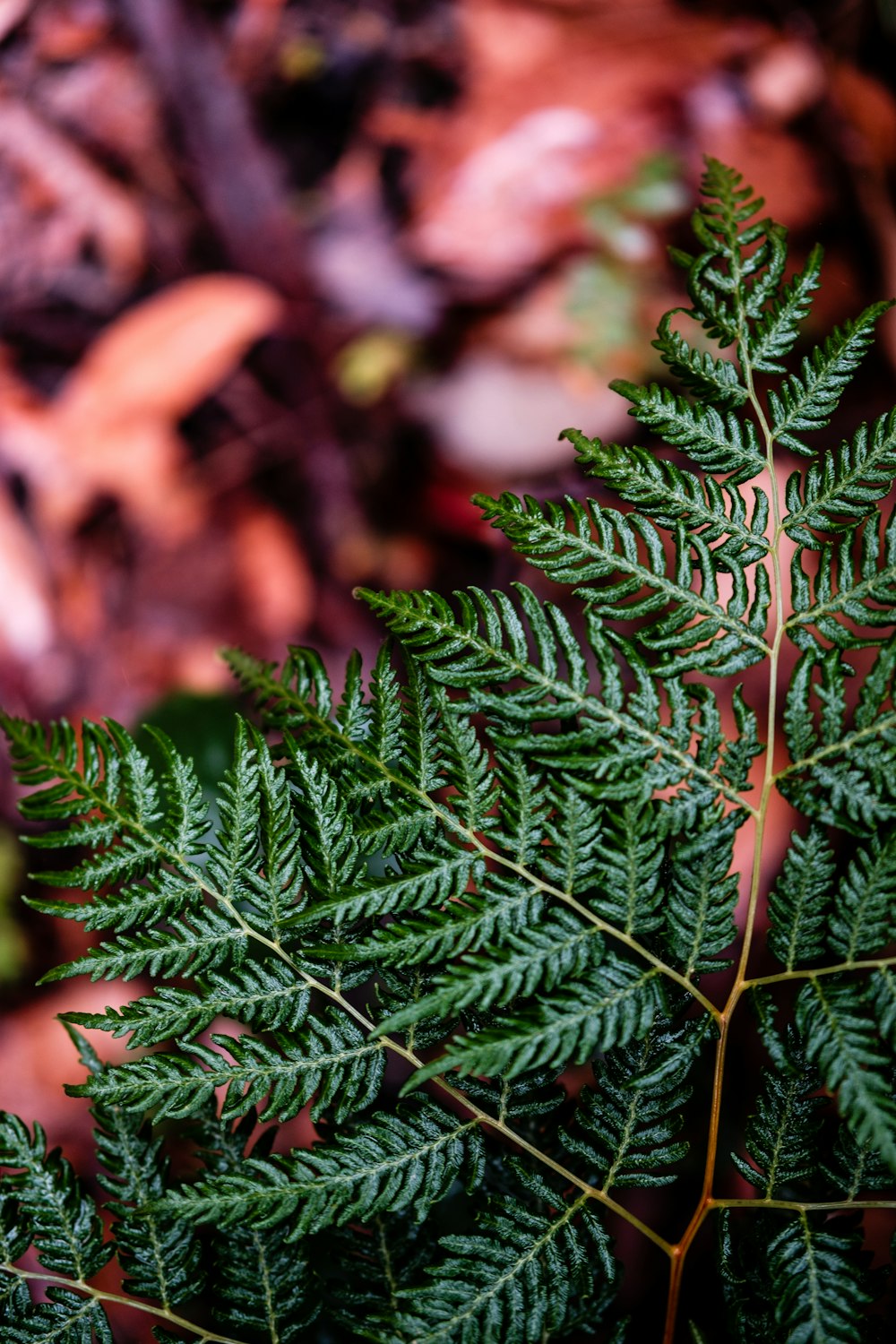 a close up of a green plant with lots of leaves