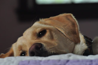 A gentle Labrador resting its head on a cozy dog bed.