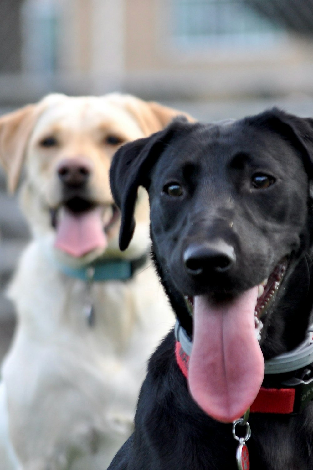 black labrador retriever with yellow labrador retriever puppy