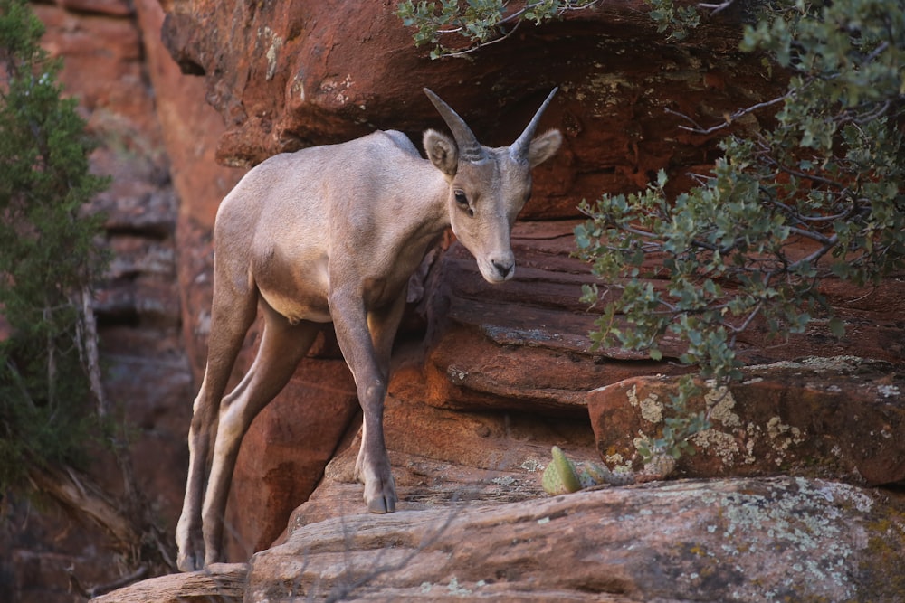 brown and white animal on brown rock