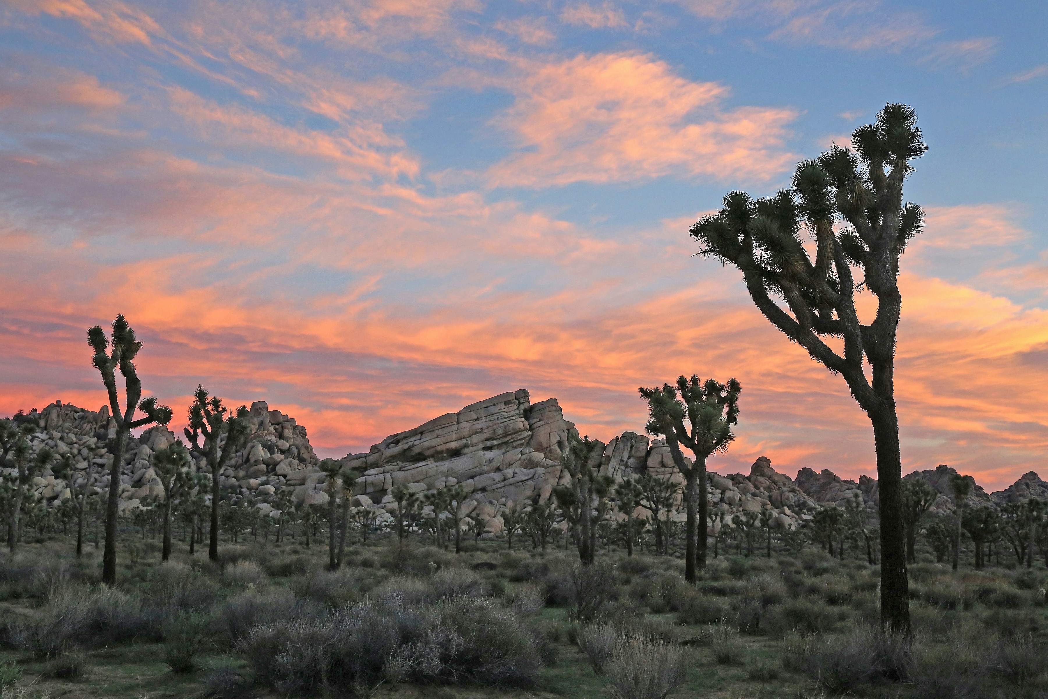 i joshua tree all'interno del parco omonimo in california, una delle cose da vedere durante un viaggio in questo stato
