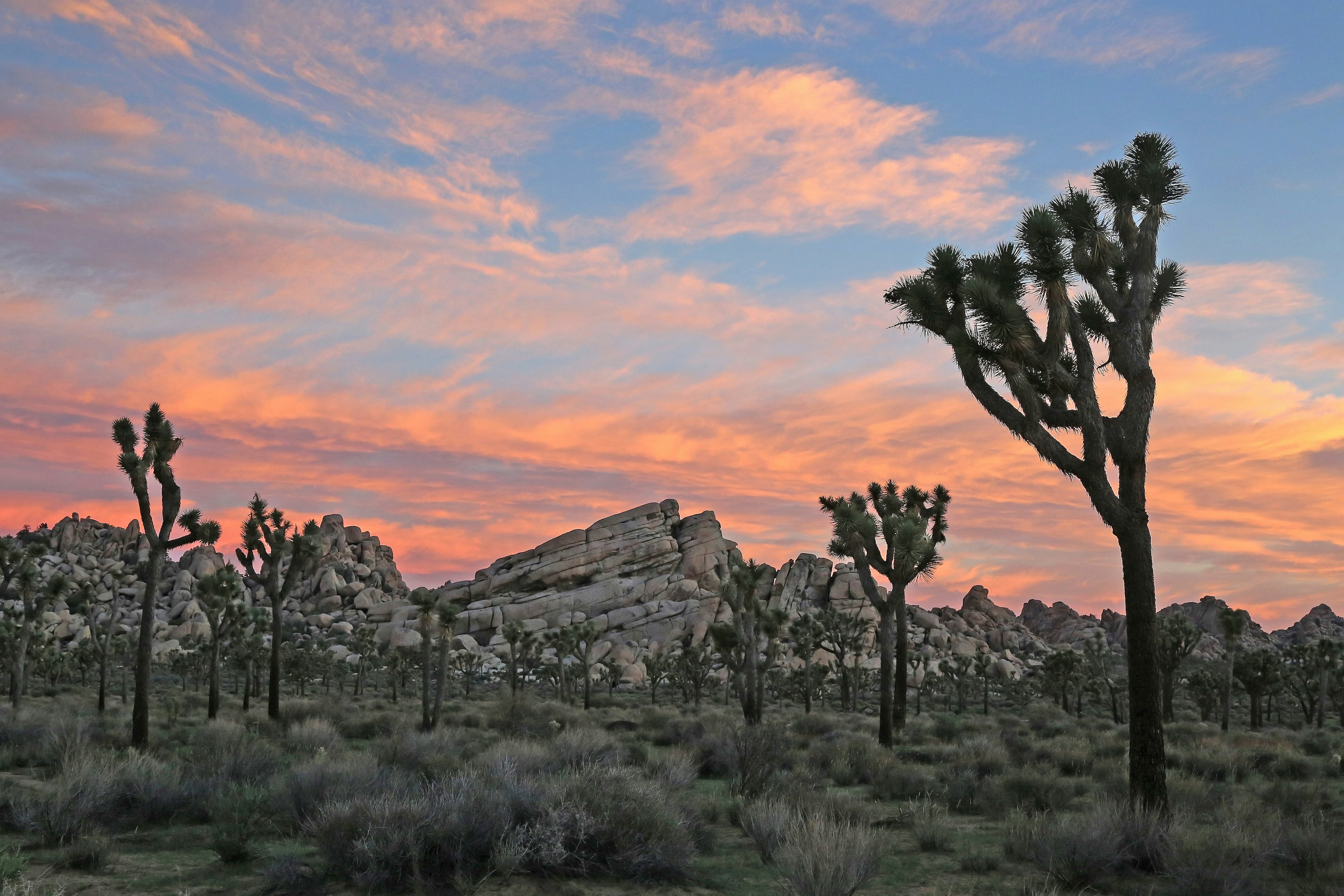 i joshua tree all'interno del parco omonimo in california, una delle cose da vedere durante un viaggio in questo stato