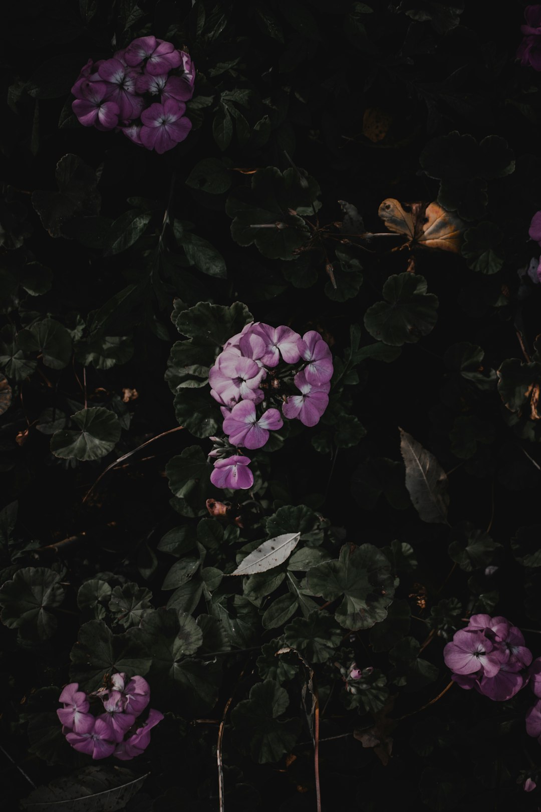 purple flowers with green leaves