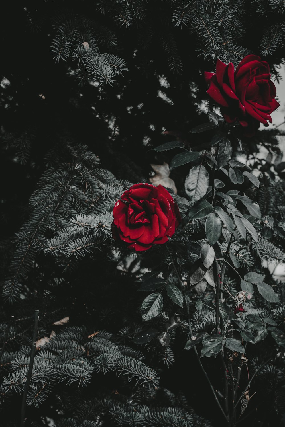 red rose in bloom during daytime photo – Free Rose Image on Unsplash
