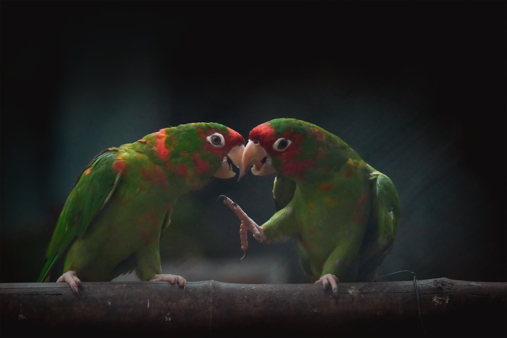 two green and red parrots touching beaks on a branch