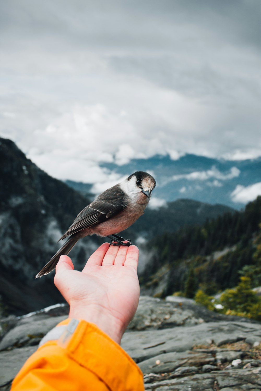 a small bird perched on a persons hand