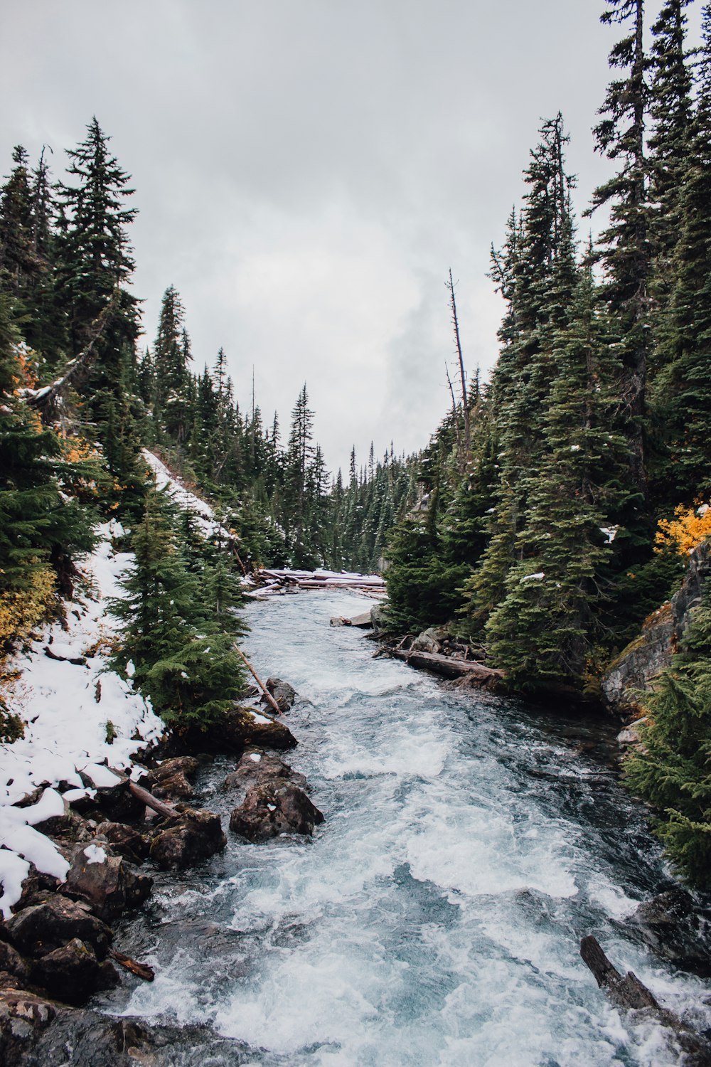 a river running through a forest filled with trees