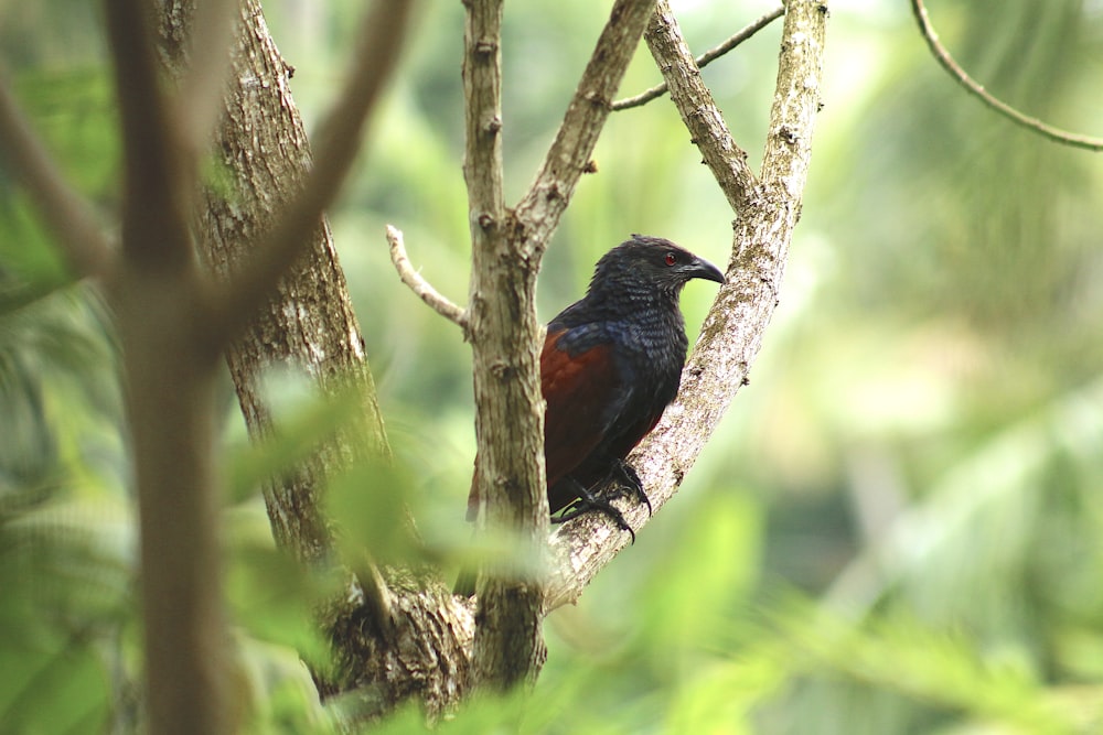 a small bird perched on a tree branch