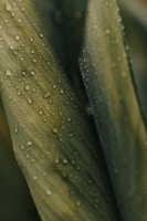 Close-up of fresh green leaves with water droplets.