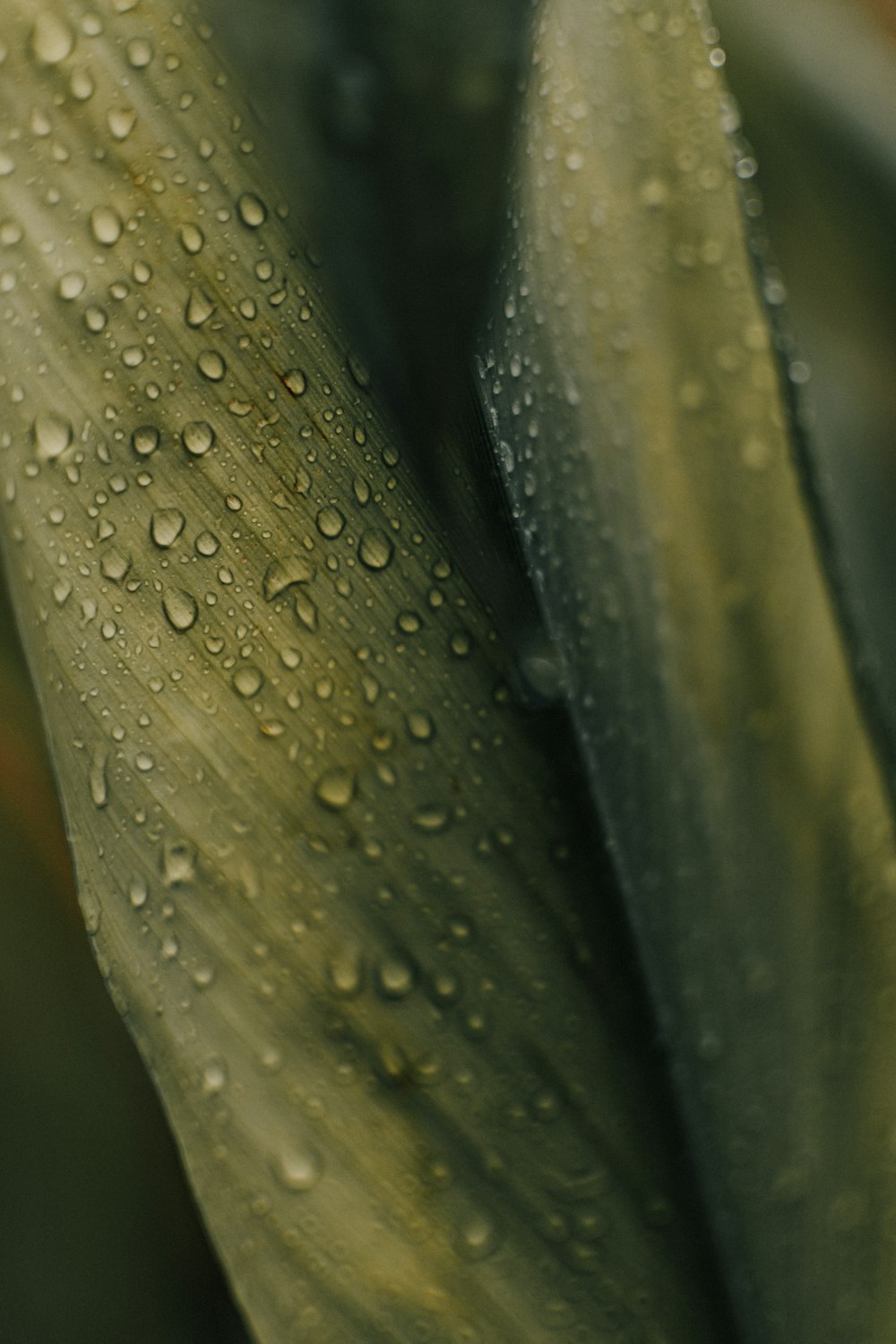 water droplets on green plant