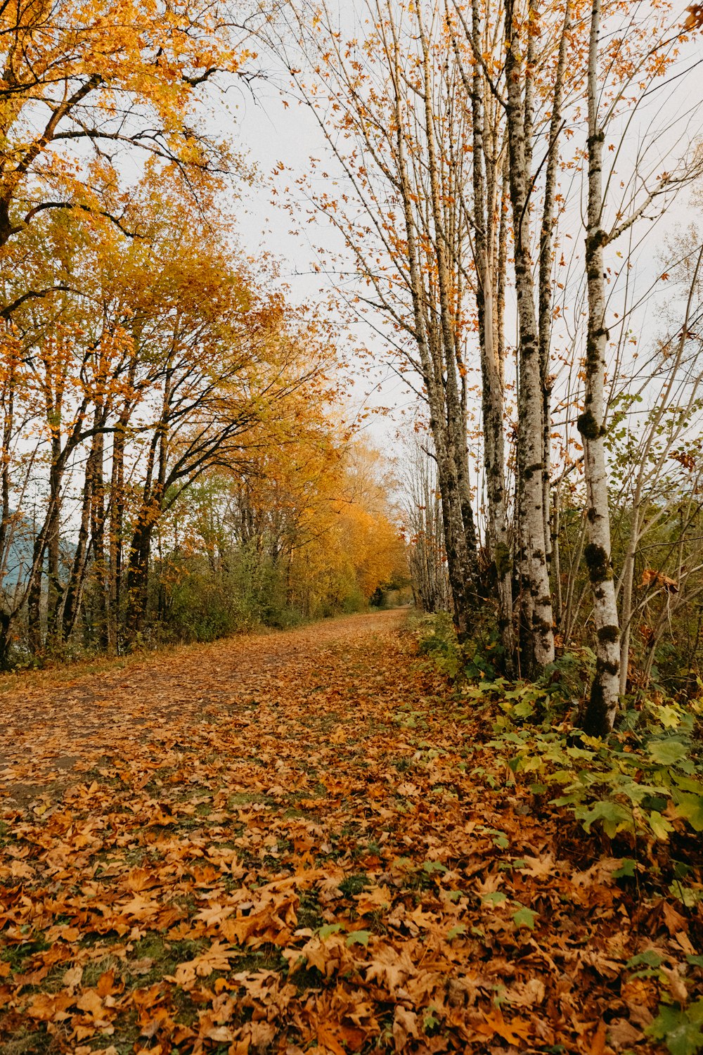 brown trees on brown dried leaves on ground during daytime