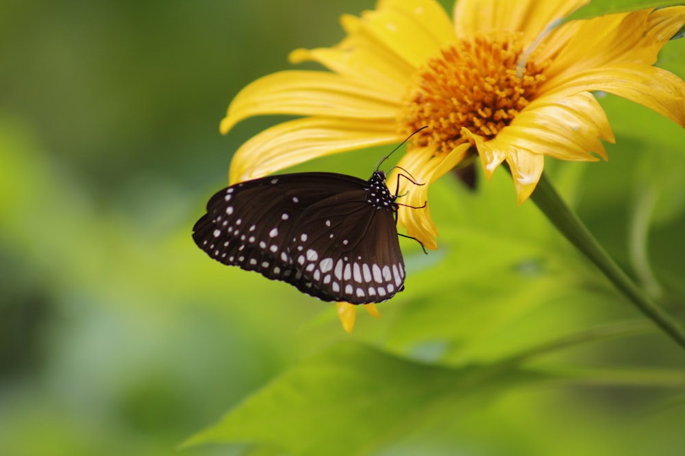 a black and white butterfly on a yellow flower
