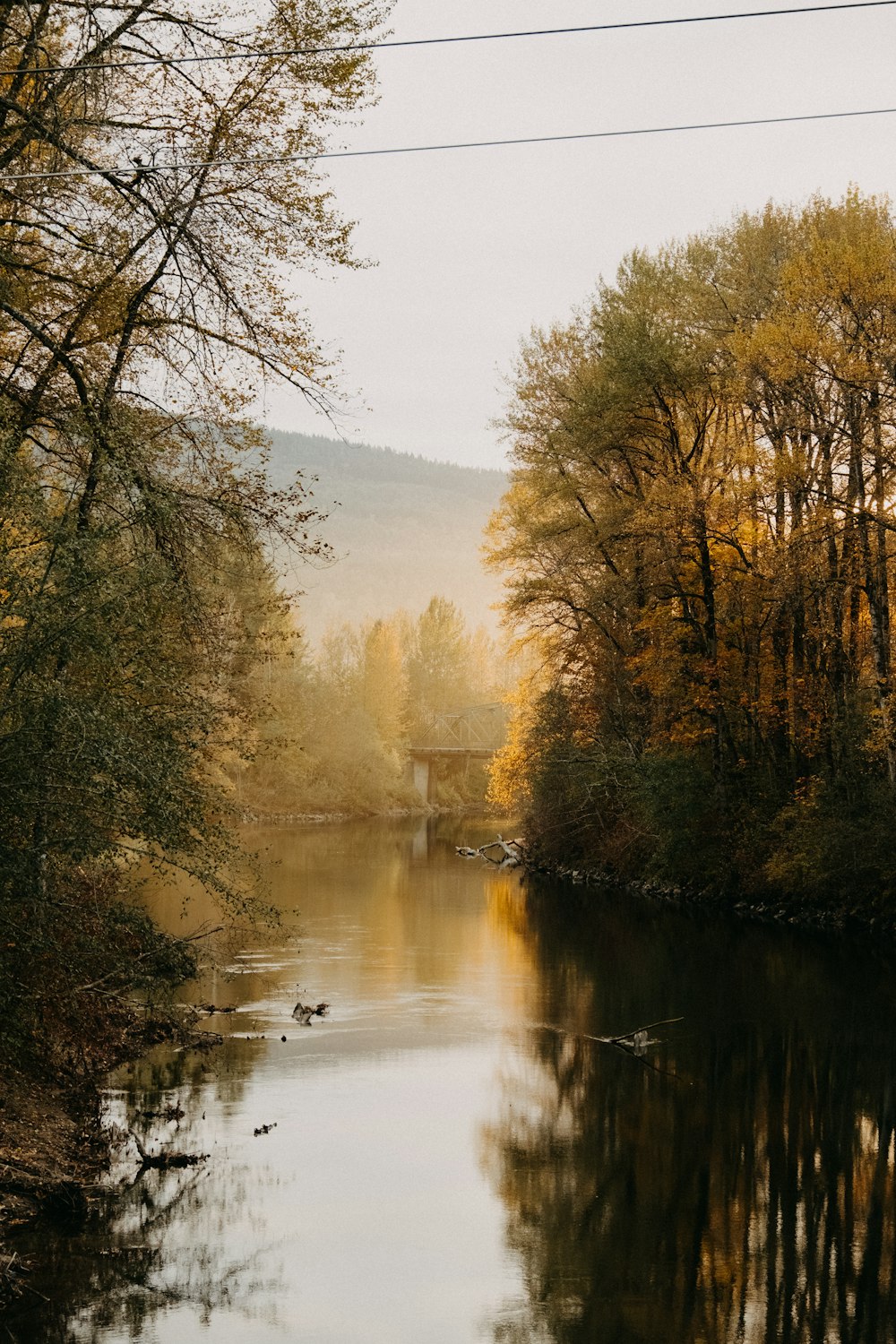 brown trees beside river during daytime