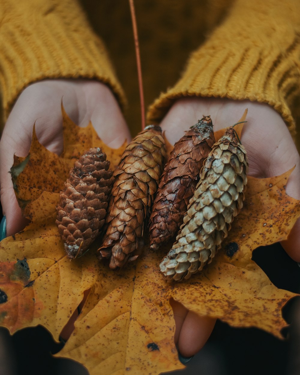 brown pine cone on brown dried leaves