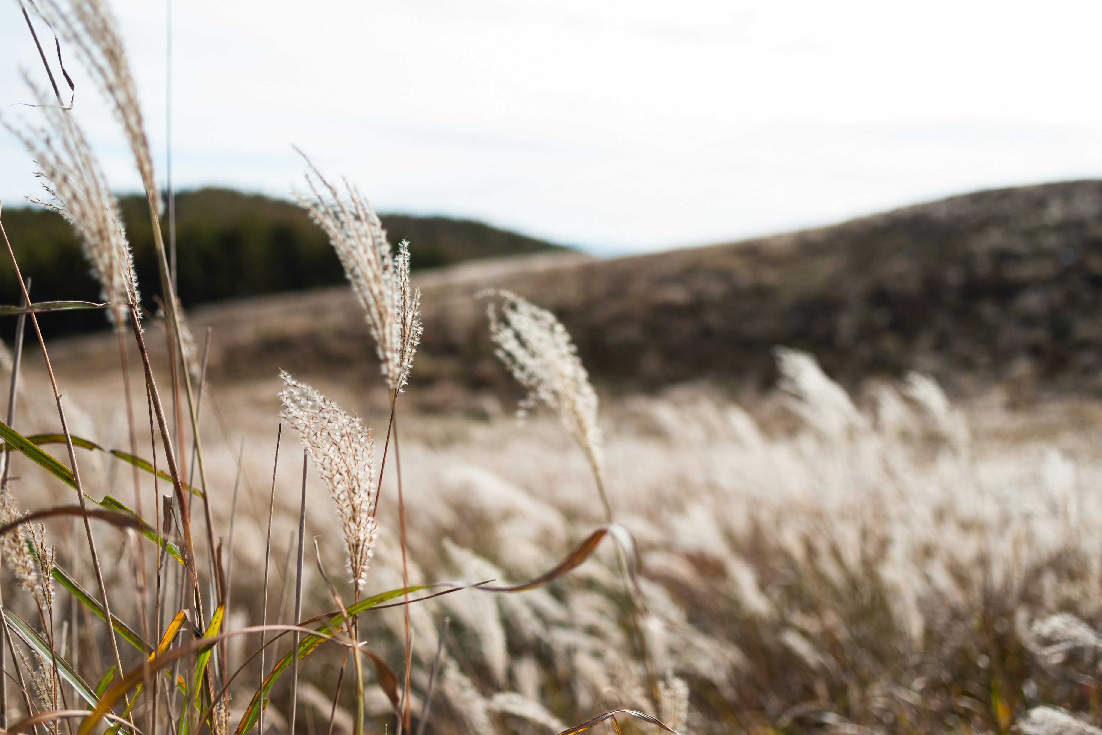 brown wheat field during daytime